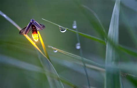 Photographing Fireflies Essence Of A Summer Night Iowa Source