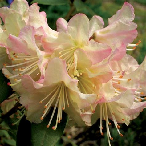 Jars V61n1 Rhododendron Of The Year Awards 2007 Virginia Tech