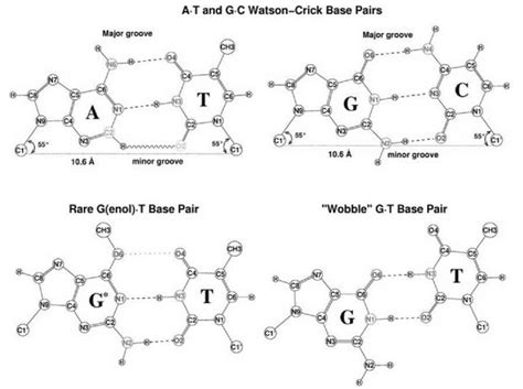 The nitrogenous bases in dna store the instructions for making polypeptide chains, essentially coding for every feature of the. Watson-Crick Base Pairs, Character and Recognition of ...