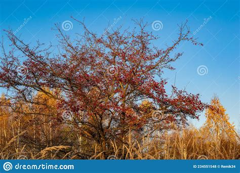 Hawthorn Tree The Fruits Of Autumn Hawthorn Stock Photo Image Of