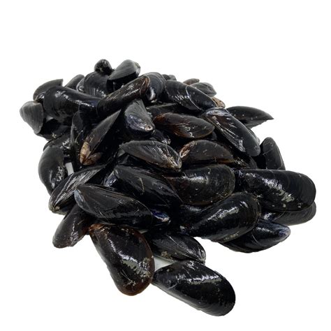 Live Black Mussels Dry Dock Fish