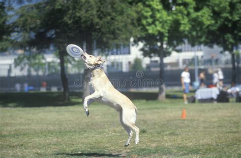 Dog Catching Frisbee Mid Air Canine Frisbee Contest Westwood Los