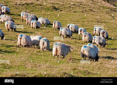 Domestic Sheep Ovis Ammon F Aries Sheep With Blue Markings On Their