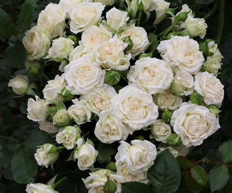 Bridal Veil Spray Roses White Spray Roses Fragrant Roses