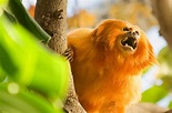 The Golden Lion Tamarin | Facts & Photographs | The Wildlife