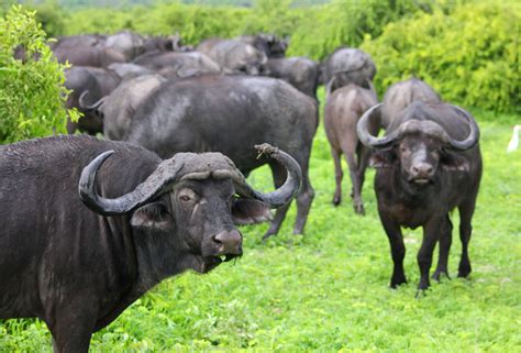 Black Water Buffalo On Green Grass Field · Free Stock Photo