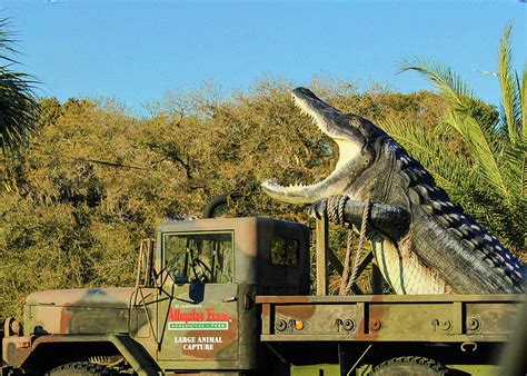 Worlds Largest Alligator Photograph By M Crowe Pixels