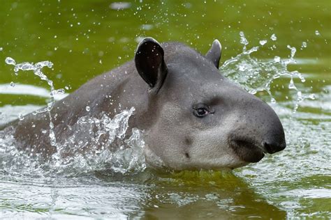 Lowland Tapir Species Protection Project Vienna Zoo