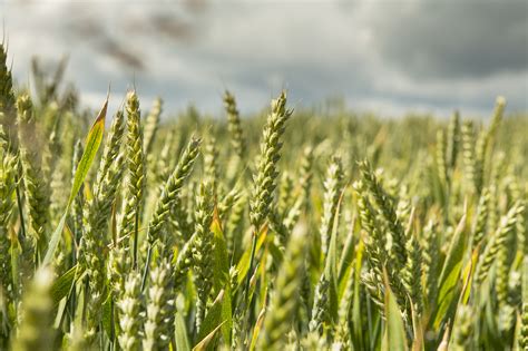 Then select the mask and the content separately. Biotech Image Library - Photographs of Scottish crops ...