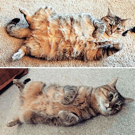 51 Amazing Cat Weight Loss Transformations Success Life Lounge