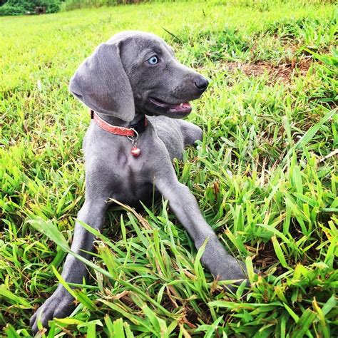 Weimaraner Puppies For Sale Cleveland Ga 231549