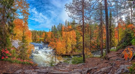 Viewes Kitkajoki River Lapland Trees Autumn Oulanka National Park