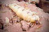 Queen Termite Laying Eggs