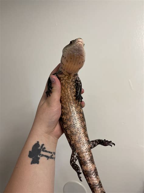 Need Help Identifying Blue Tongue Skink Classic Indonesian Vs Merauke