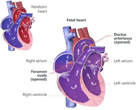 Fetal Heart Anatomy Anatomical Charts And Posters