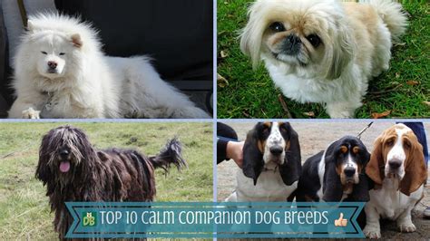 Top 10 Calm Companion Dog Breeds Youtube