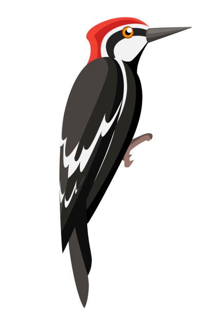Woodpeckers Cartoons Illustrations Royalty Free Vector Graphics And Clip