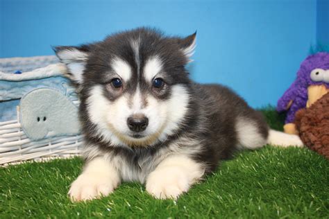 Please view similar listings mutt dog for adoption below. Pomsky Puppies For Sale - Long Island Puppies