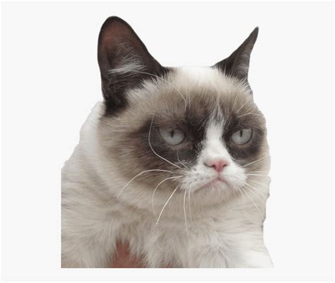 Grumpy Cat Meh Meme Free Transparent Clipart Clipartkey