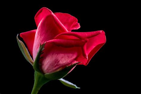 Rose Red Flower Free Photo On Pixabay Pixabay