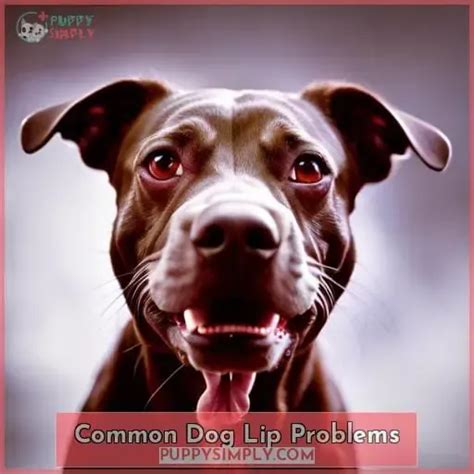 Do Dogs Have Lips Learn About Their Mouth Anatomy And Lip Functions