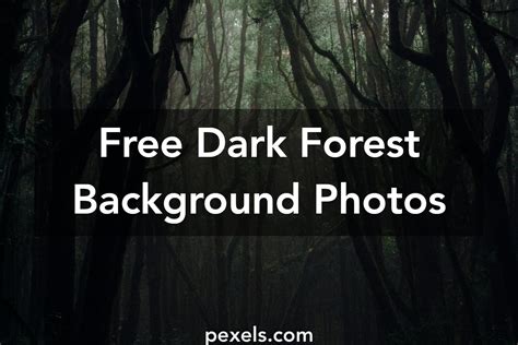1000 Engaging Dark Forest Background Photos · Pexels · Free Stock Photos