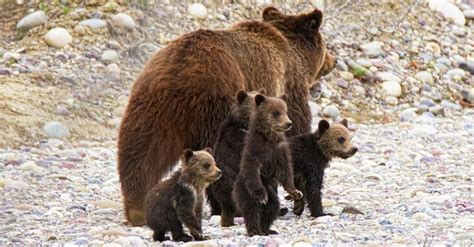 24 Years Old Yellowstone Bear Emerges From Winter With Cubs World