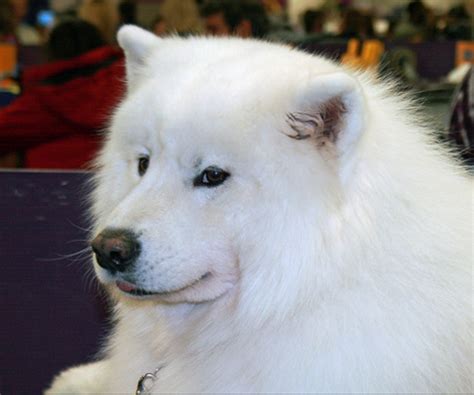 The Secret Behind The Samoyeds Smile Daily Dog Discoveries