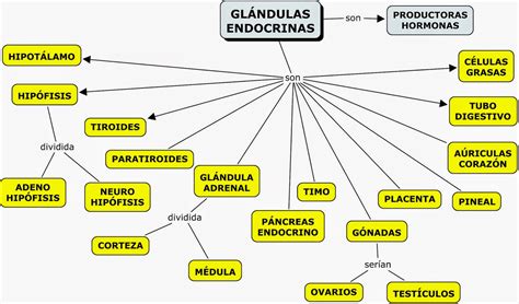 Mapa Conceptual Del Sistema Endocrino Brainly Lat Vrogue Co