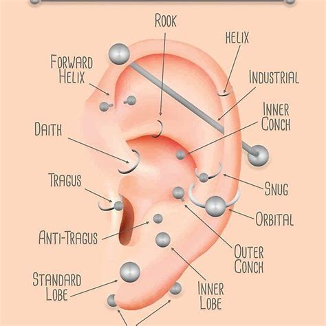 Ear Piercing Chart Ear Piercings Chart Piercing Chart Types Of Ear Piercings