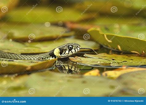 Grass Snake Natrix Natrix Hunting On The Leaves Of Water Lilies Royalty