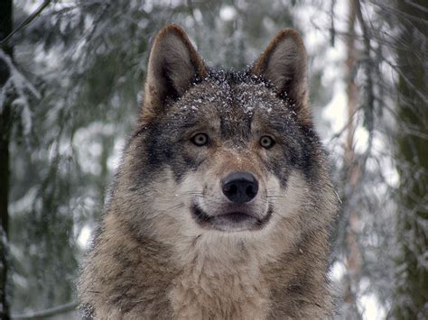 Dnr Will Release Wolf Population Estimates Soon Wpr