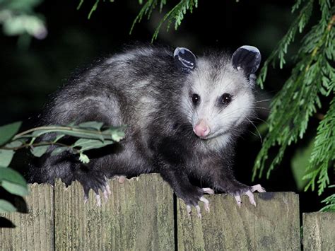 How To Get Rid Of Possums Remove These Pests In Your Home And Yard