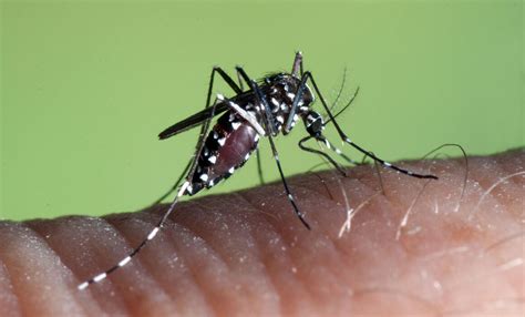 Aedes Albopictus Factsheet For Experts