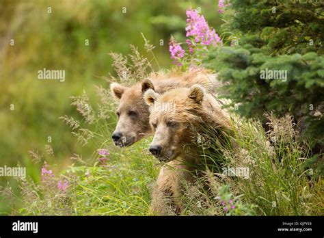 A Kodiak Brown Bear Sow And Nearly Grown Cub Seek On Kodiak National