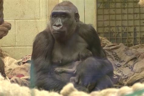 Baby Gorilla From Critically Endangered Species Born At