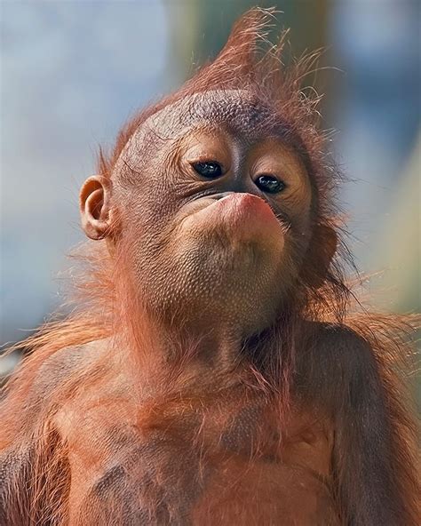 Silly Face Shelly Wetzel Orangutan Monkeys Funny Monkey Pictures Silly Faces