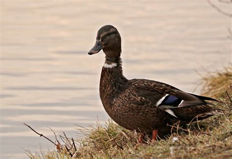 Maybe you would like to learn more about one of these? Gambar Hewan Bebek