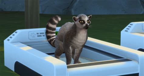 Sims 4 Tiger Pet 12 Animals Recreated In The Sims 4 Cats And Dogs