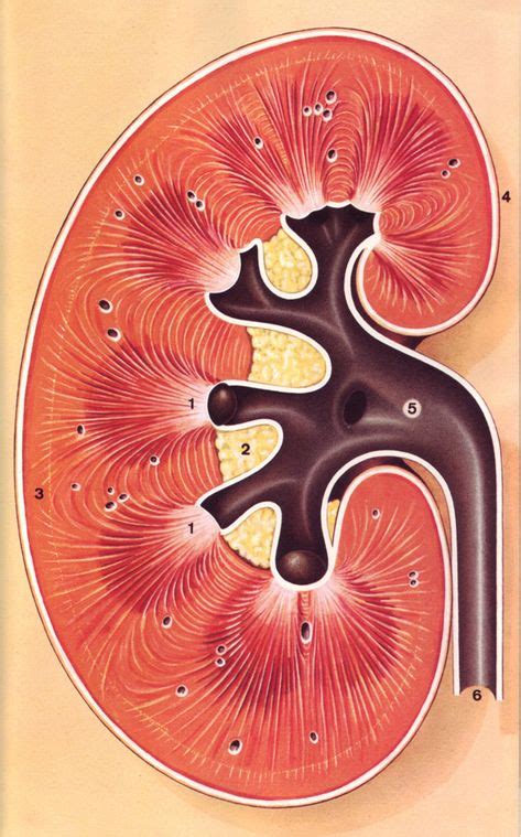 constitution du rein illus w hess el riñón en el arte riñones dibujo riñones y anatomía