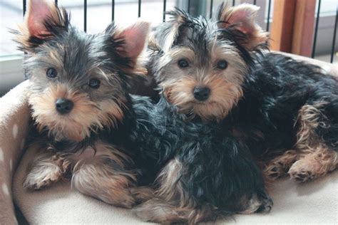 Finding the best dog food for small dogs is the first step toward helping your pet live a long and healthy life. what-is-the-best-dog-food-for-yorkies | Toy dog breeds ...