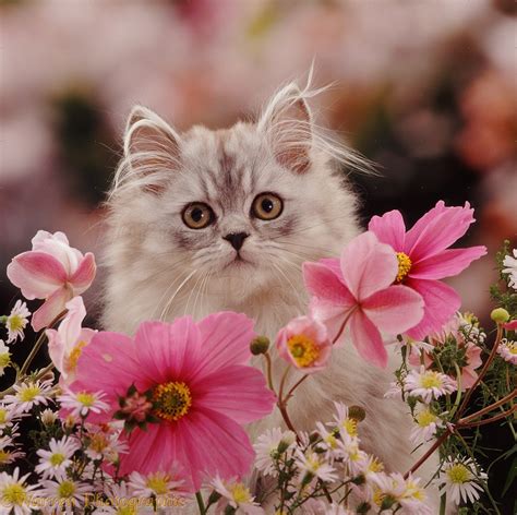 Download cute flowers images and photos. 21 Cute Kittens Playing Around Flowers Will Make Your Day ...