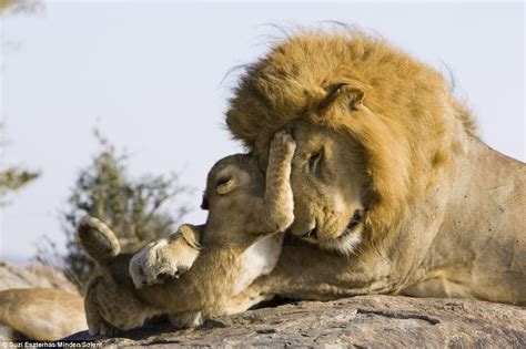 A Kiss For Daddy Heartwarming Pictures Of A Lion Cub Meeting His