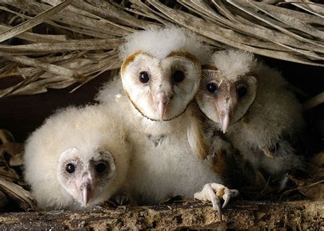 Barn Owl Chicks Tyto Alba At Nest Picture 15 In Tyto Alba
