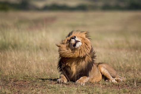 If you are a lion enthusiast like we are, we're sure you've heard of scarface. Scarface the Lion king - Masai Mara Kenya | A beautiful ...