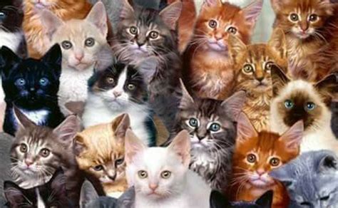 Different Cat Breeds All You Need To Know