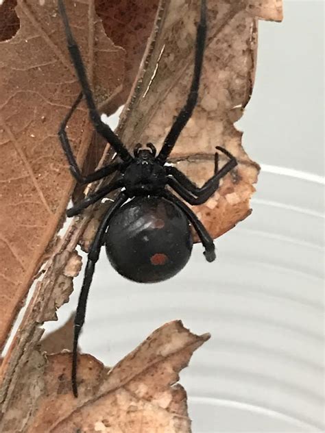 The bright hourglass markings warn its predators not to bother it. Female Latrodectus variolus (Northern Black Widow) in West ...
