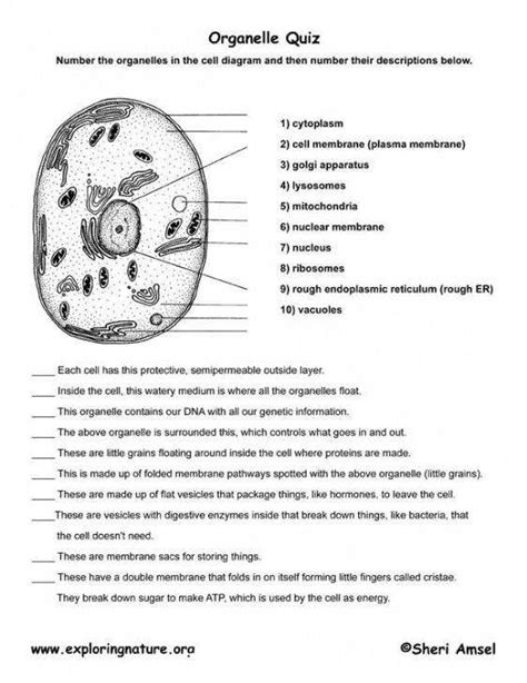 The right answer is anaphase: Cell Structure Worksheet | Homeschooldressage.com