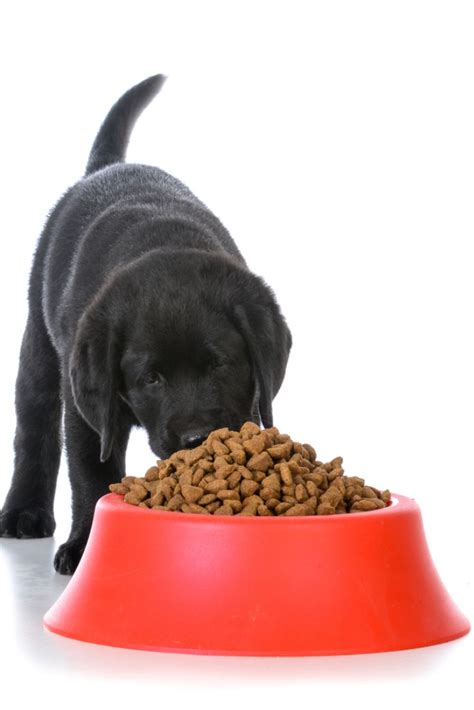 Each breed is highly trainable, too. Black labrador retriever puppy eating kibble out of a red ...
