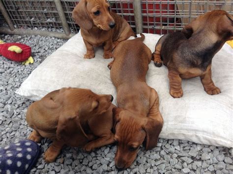 Dachshunds adjust to almost any situation. Dachshund Puppies For Sale | Llanelli, Carmarthenshire ...